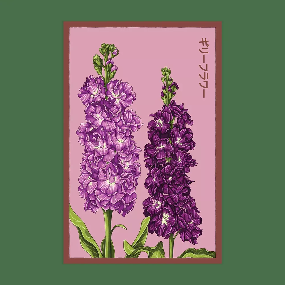 Shido Gilly Flower Seed Packet