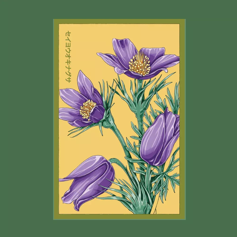 Shido The Greater Pasque Flower Seed Packet