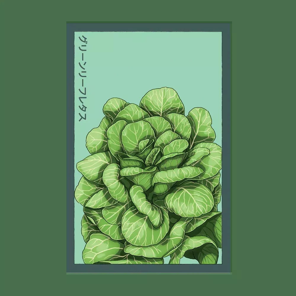 Shido Green Leaf Lettuce Seed Packet
