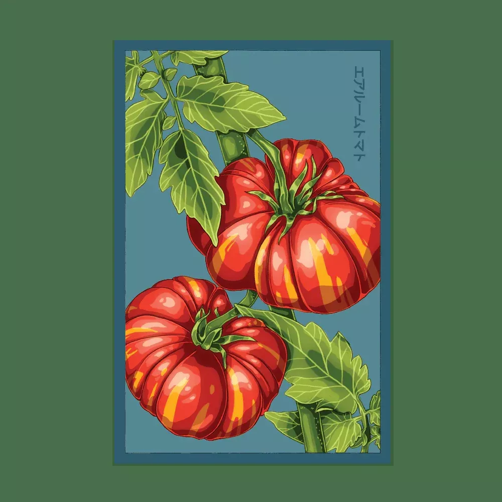 Shido Heirloom Tomato 'Old German' Seed Packet