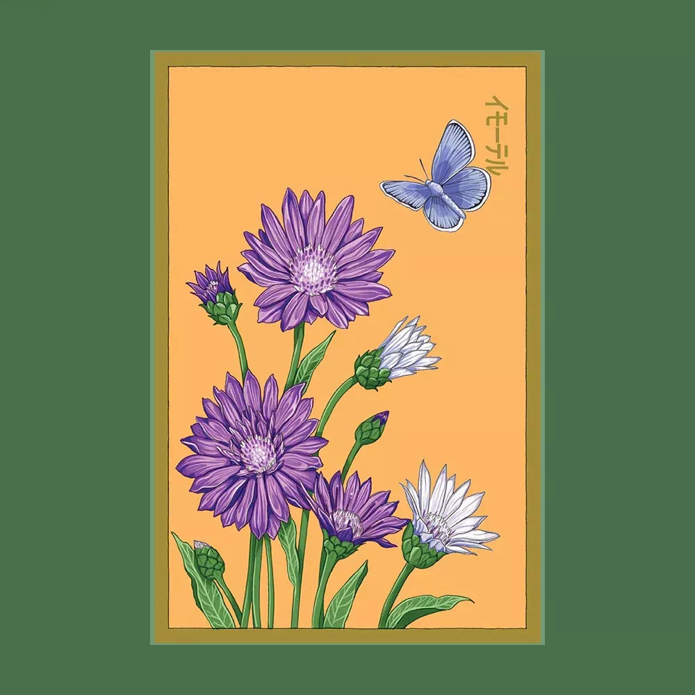 Shido Immortelle Seed Packet