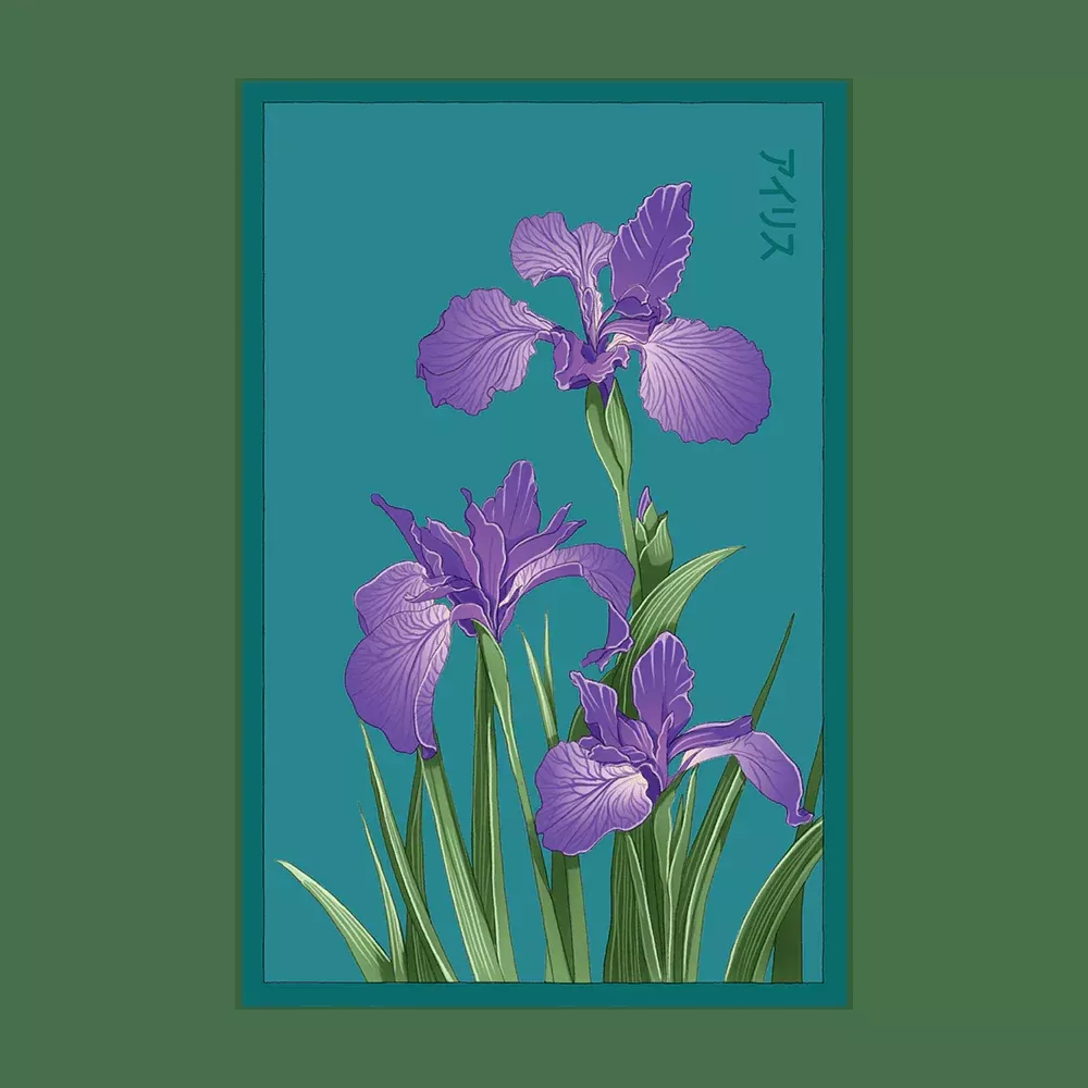 Shido Iris Seed Packet