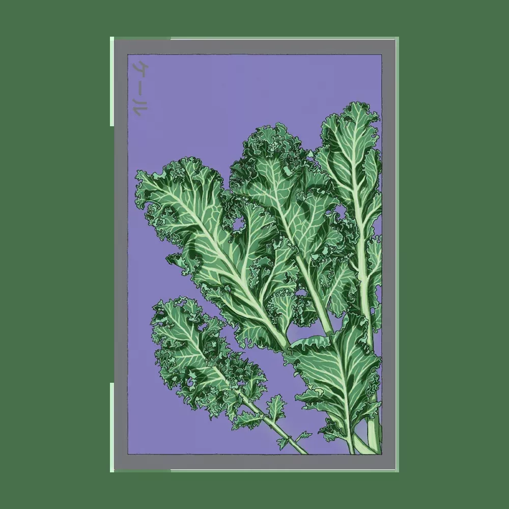 Shido Kale Seed Packet
