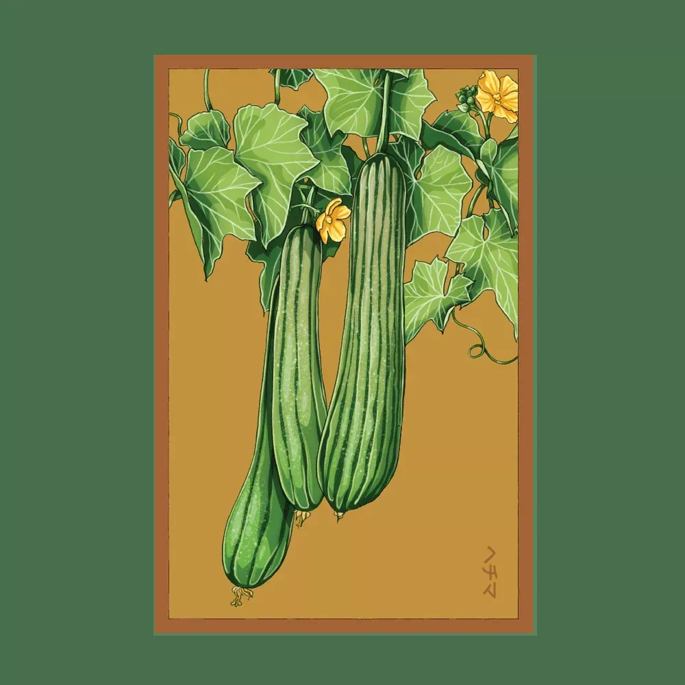 Shido Luffa Sponge Seed Packet