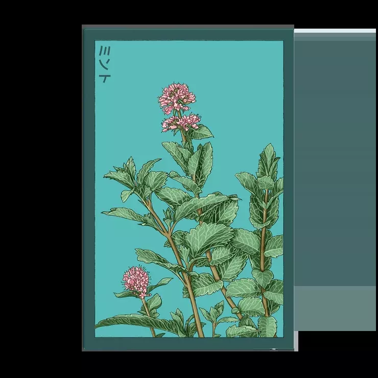 Shido Mint Seed Packet