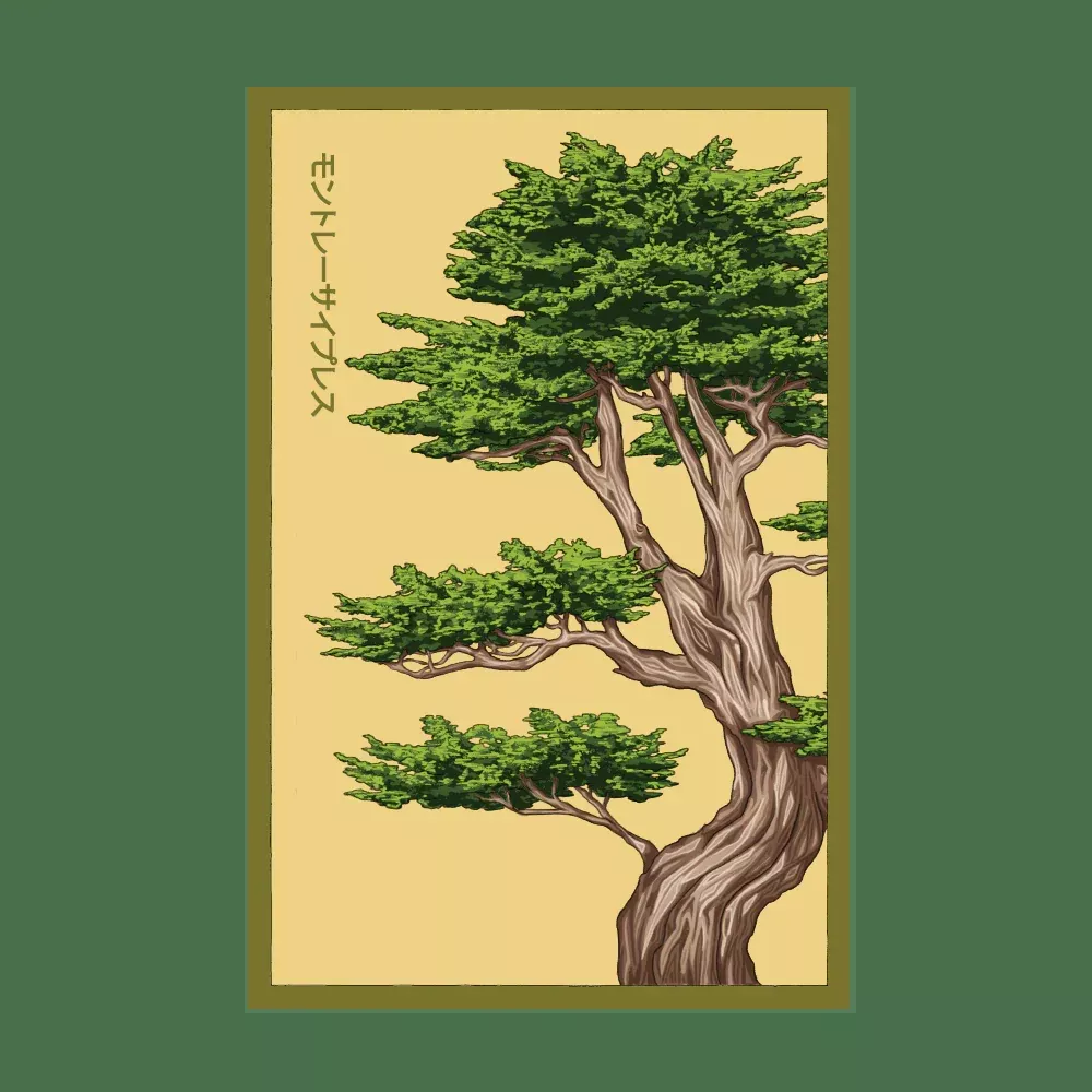 Shido Monterey Cypress Seed Packet