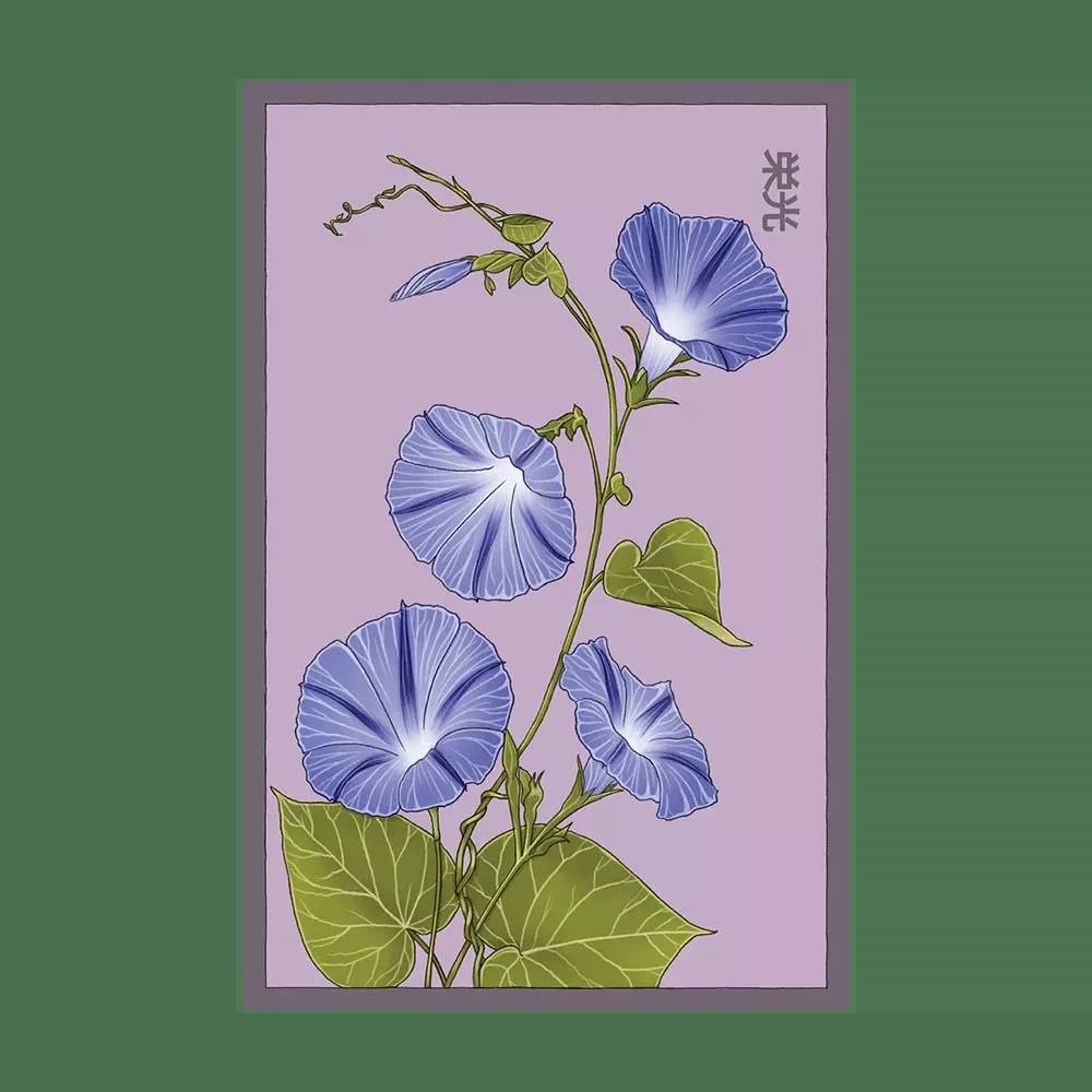 Shido Morning Glory Seed Packet