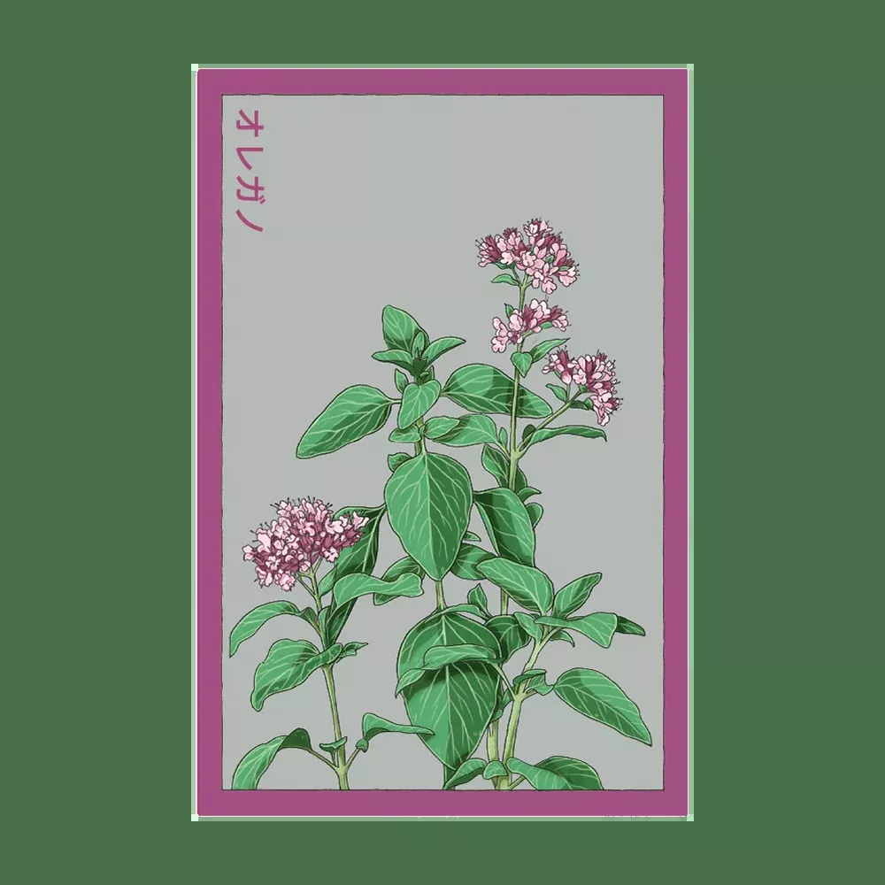 Shido Oregano Seed Packet