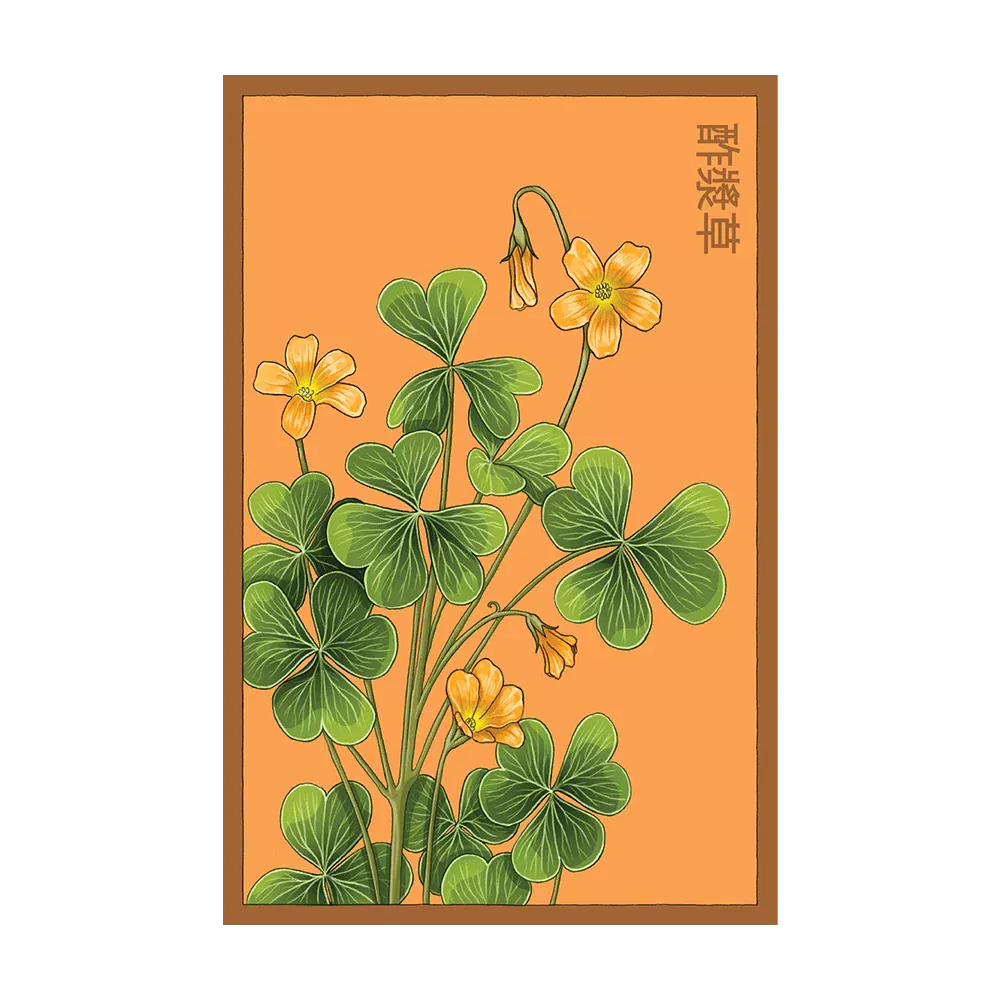 Shido Oxalis Seed Packet