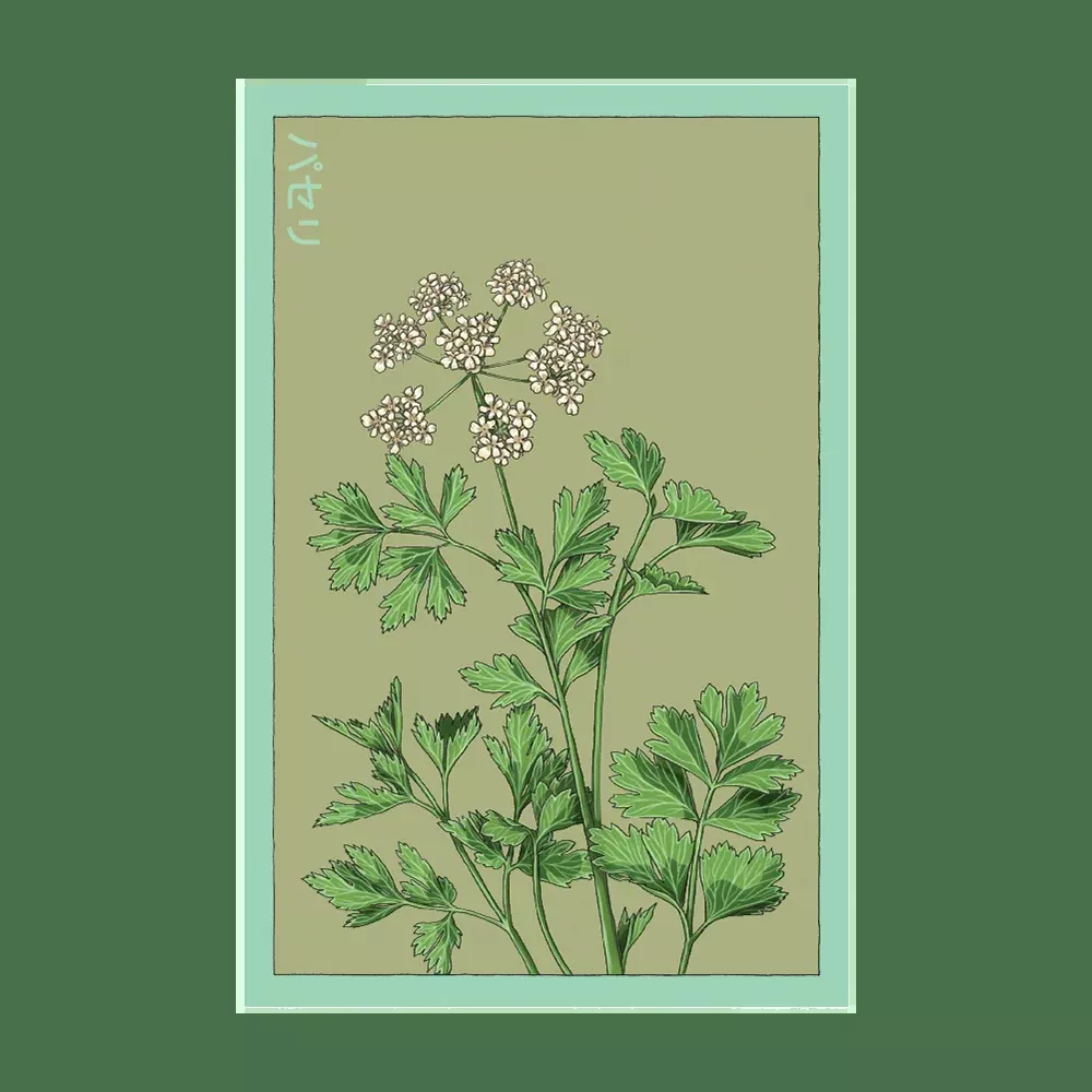 Shido Parsley Seed Packet