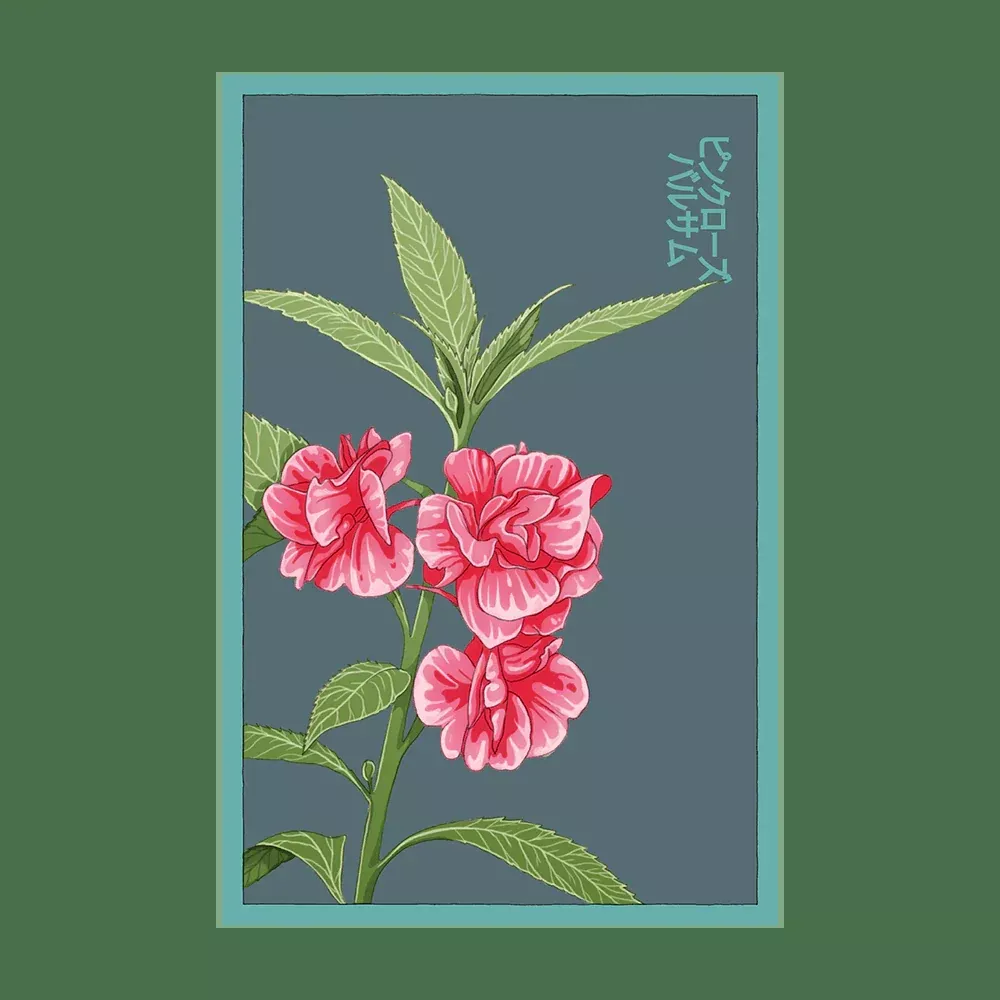 Shido Pink Rose Balsam Seed Packet
