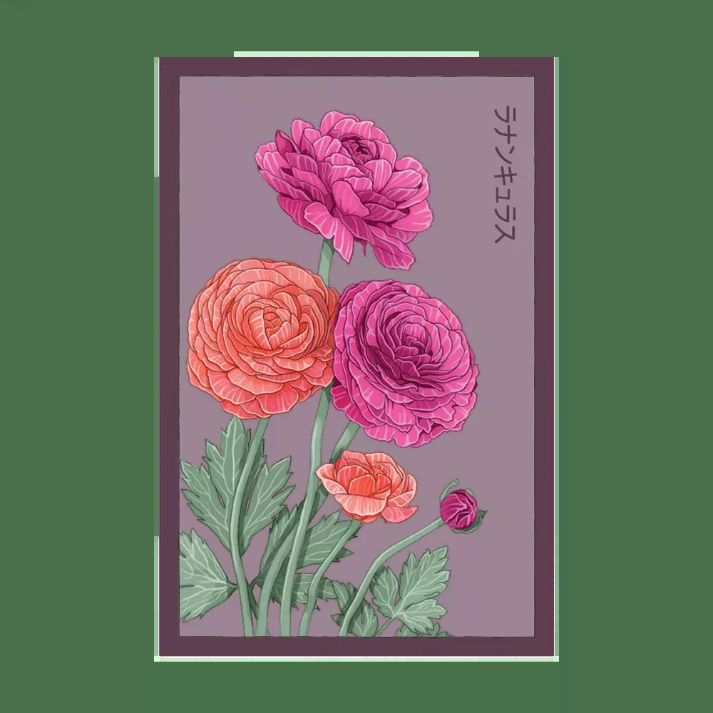 Shido Ranunculus Seed Packet