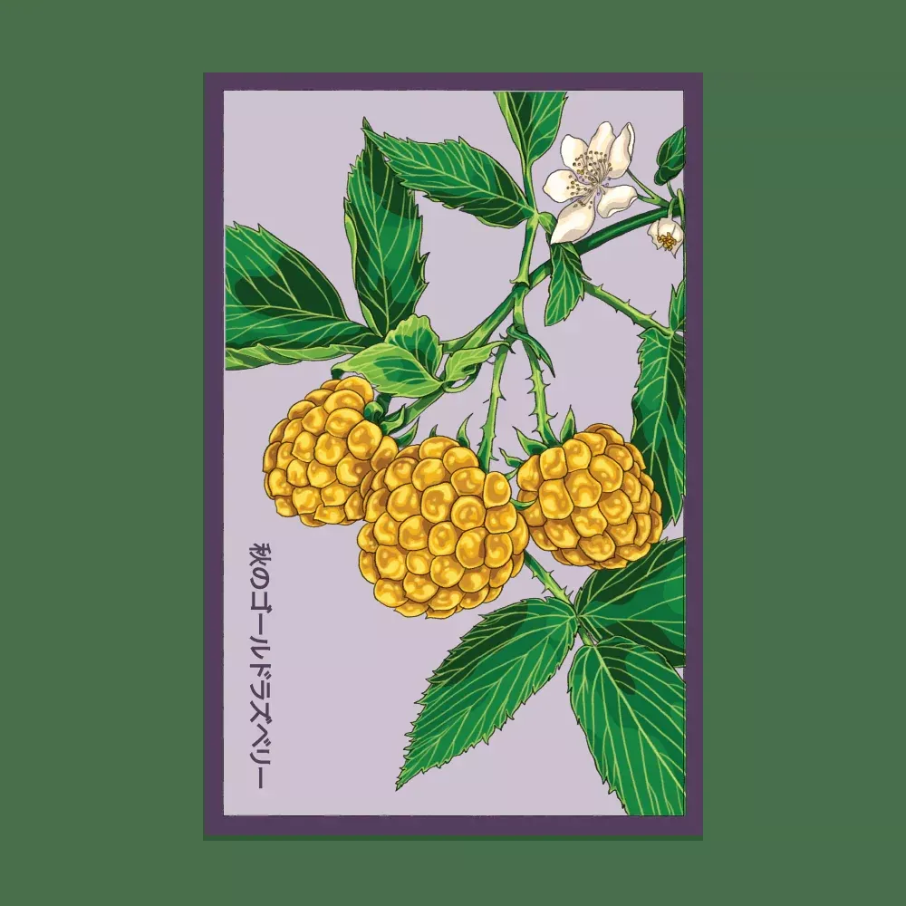 Shido Raspberry 'Fall Gold' Seed Packet