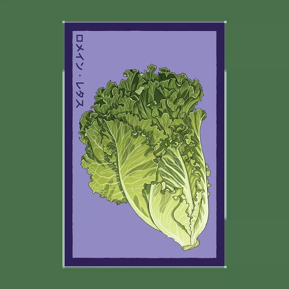 Shido Romaine Lettuce Seed Packet