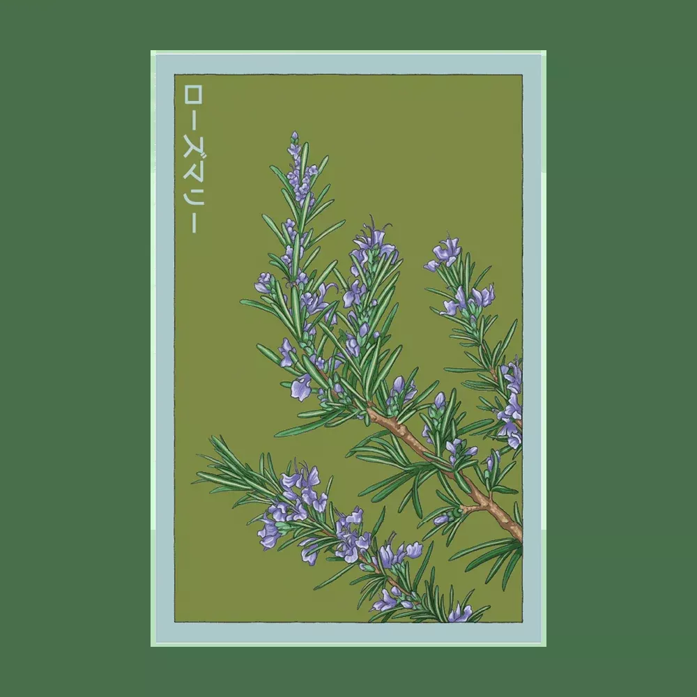 Shido Rosemary Seed Packet