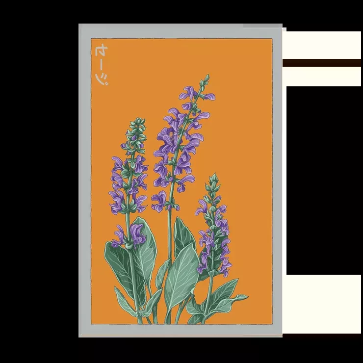 Shido Sage Seed Packet