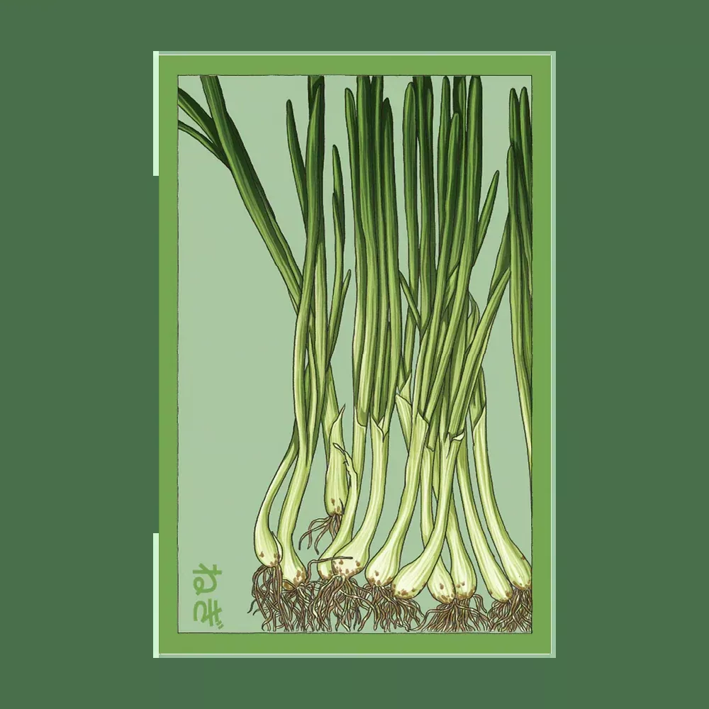 Shido Scallion Seed Packet