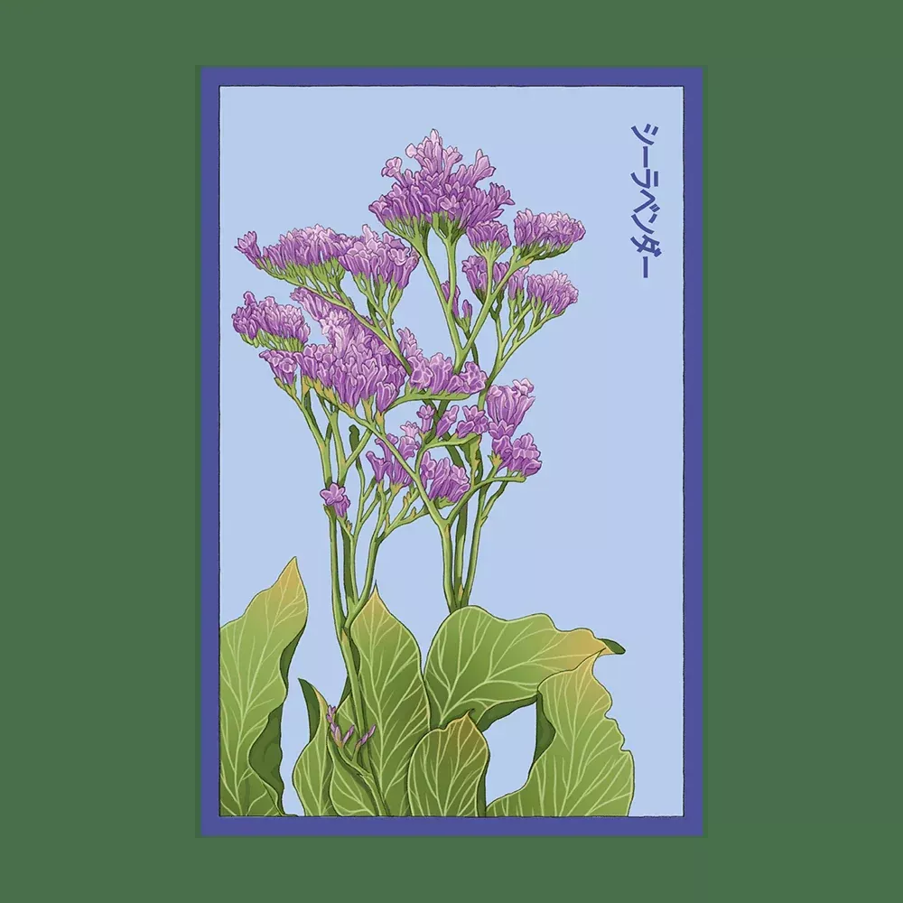 Shido Sea Lavender Seed Packet