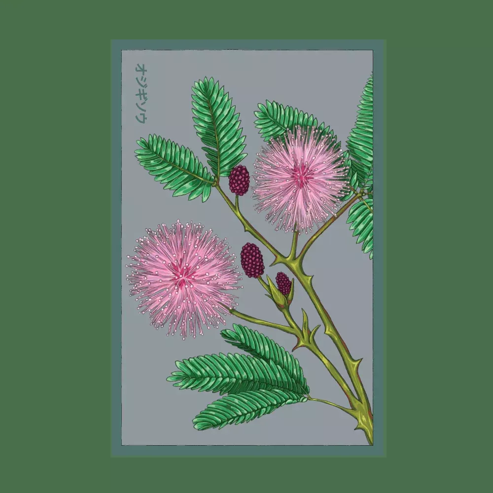 Shido Sensitive Plant Seed Packet