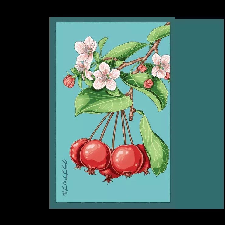 Shido Siberian Crabapple Seed Packet
