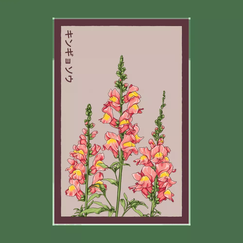 Shido Snapdragon Seed Packet
