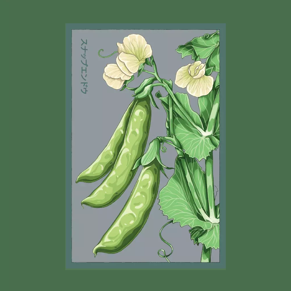 Shido Sugar Snap Pea Seed Packet
