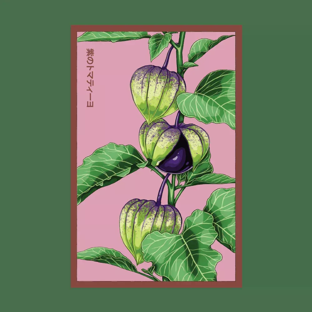 Shido Sweet Purple Tomatillo Seed Packet