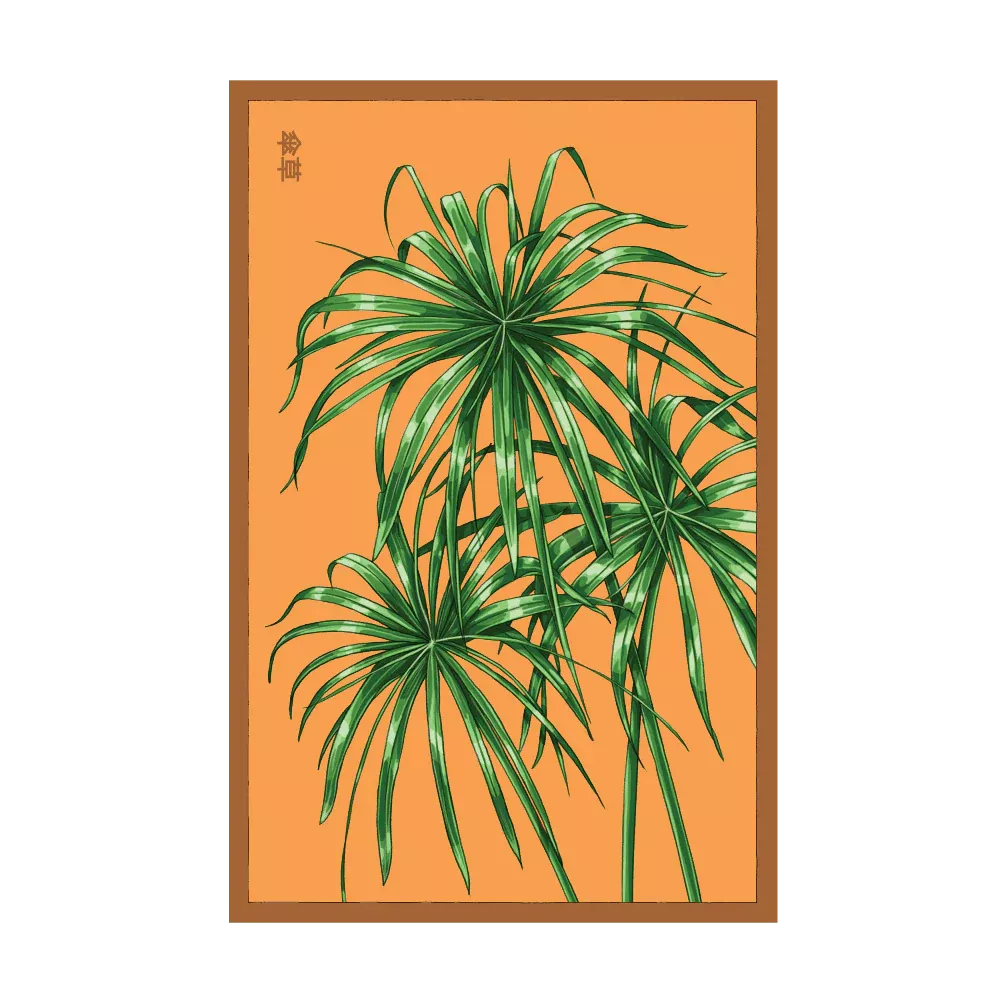 Shido Umbrella Plant Seed Packet