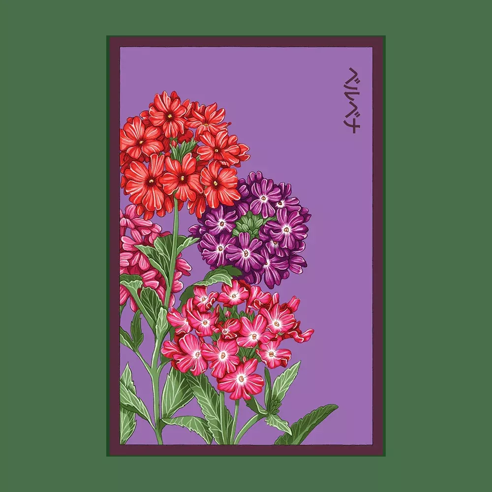 Shido Verbena Seed Packet