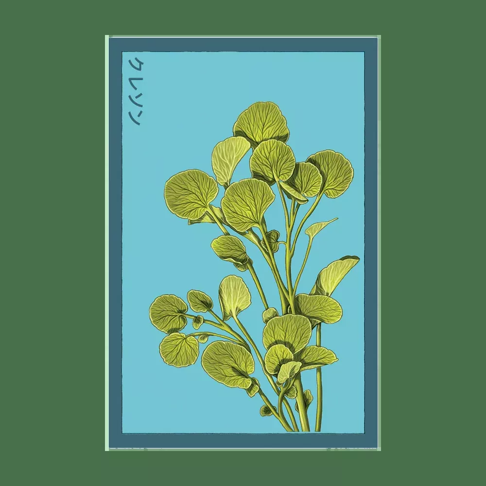 Shido Watercress Seed Packet