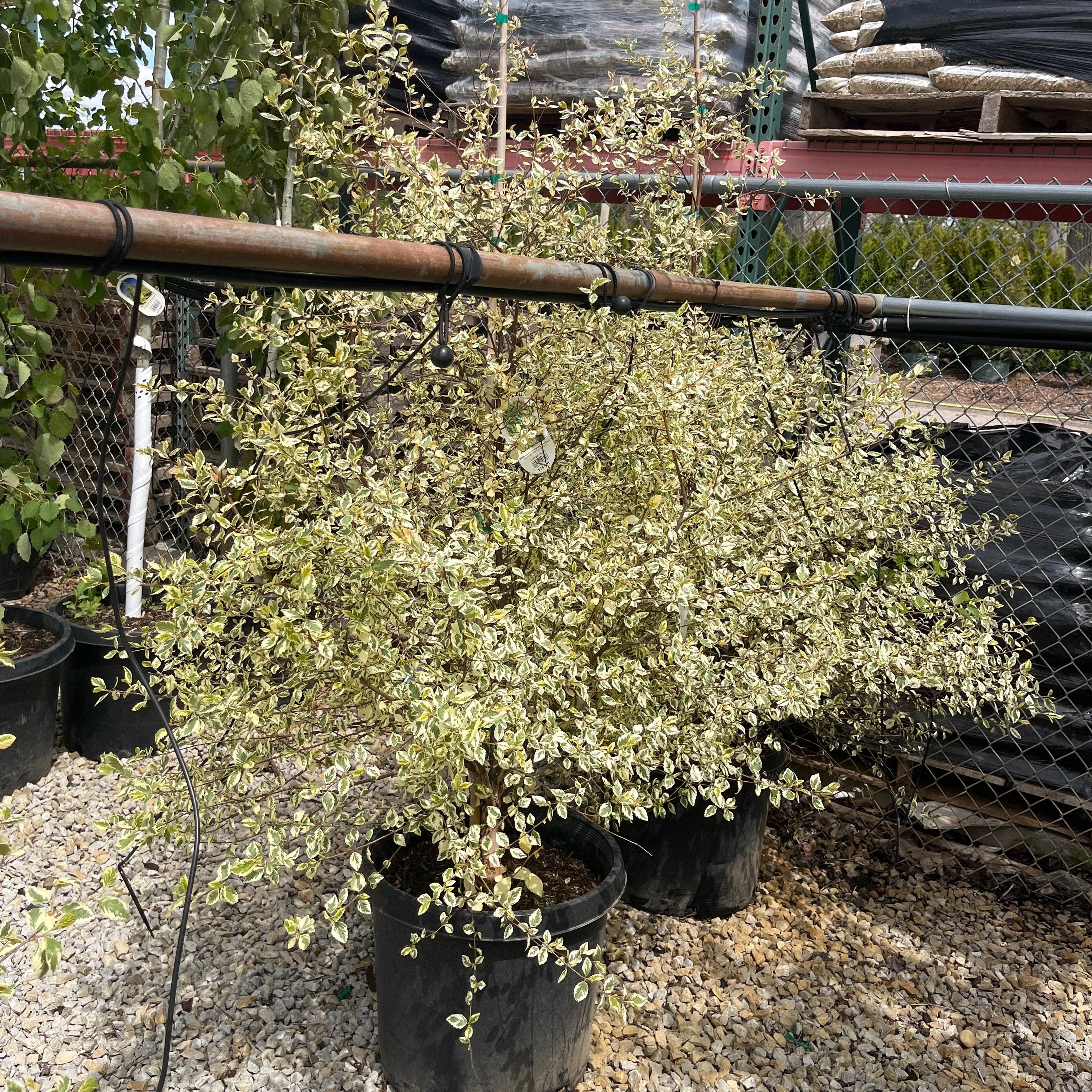 Shiloh Splash River Birch - Betula nigra - 15 Gallon Potted Tree