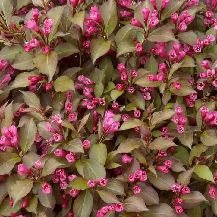 Shining Sensation Weigela
