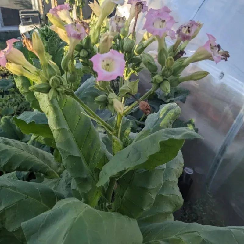 Shirazi Organic Tobacco Seeds (Nicotiana tabacum) – Persian/Iranian Heirloom Tobacco, Certified Organic, Fast-Growing with Fragrant Trumpet Flowers, Ornamental Garden Plant for Collectors