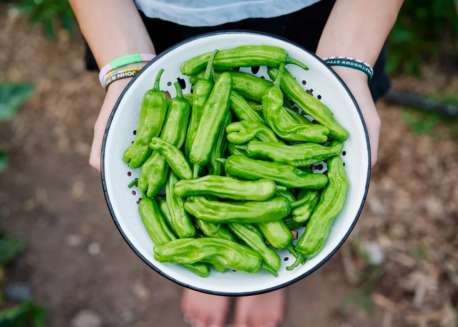 Shishito - Organic Sweet Pepper Seeds