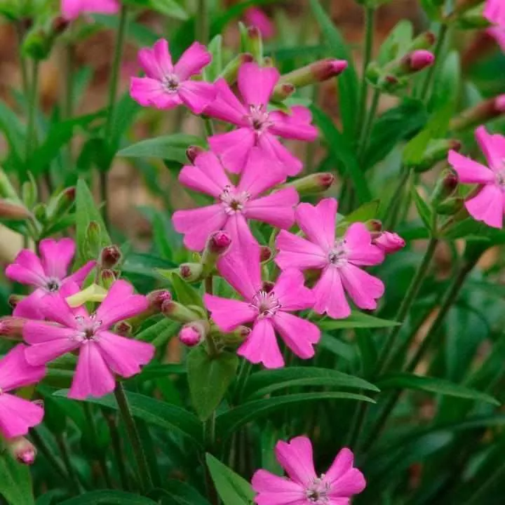 Short and Sweet Catchfly