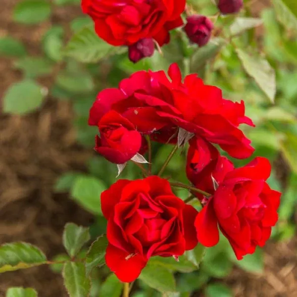 Showbiz Red Rose