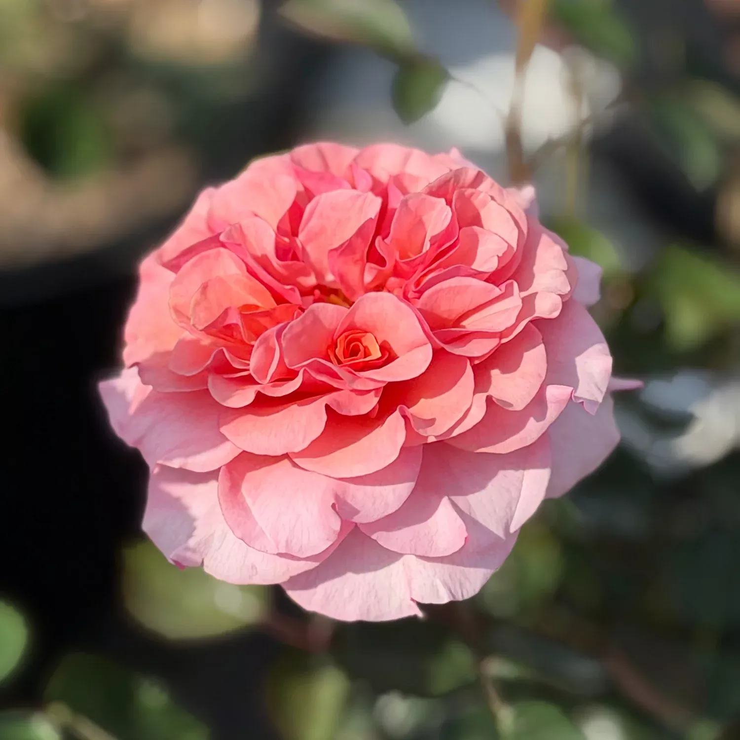 Showpiece™ Orange Rose
