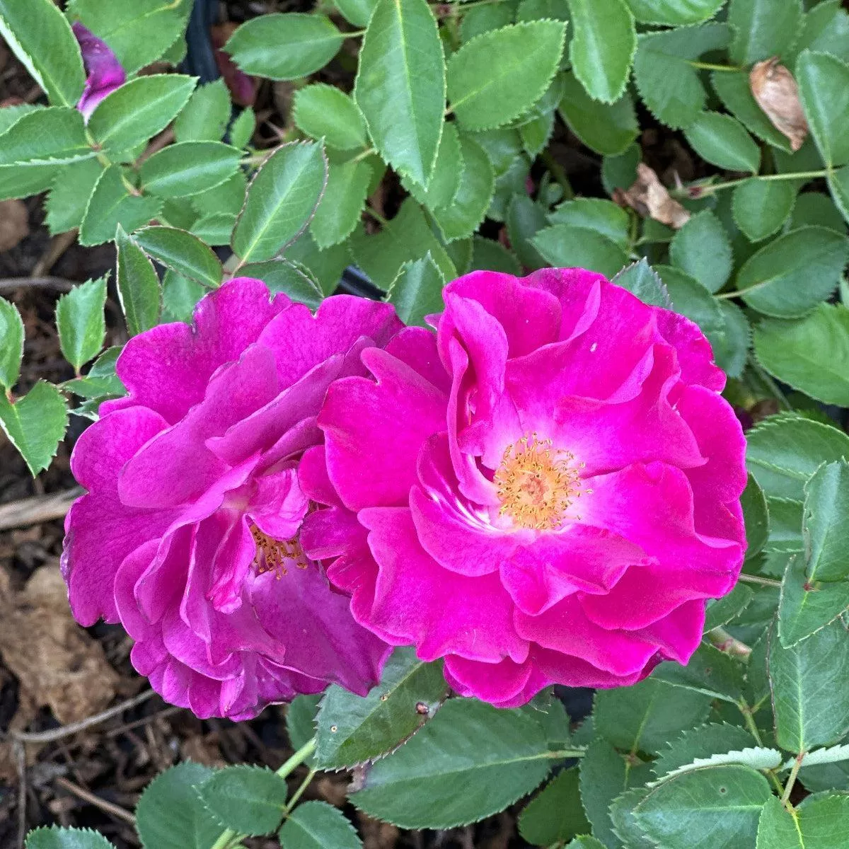 Showpiece™ Purple Rose