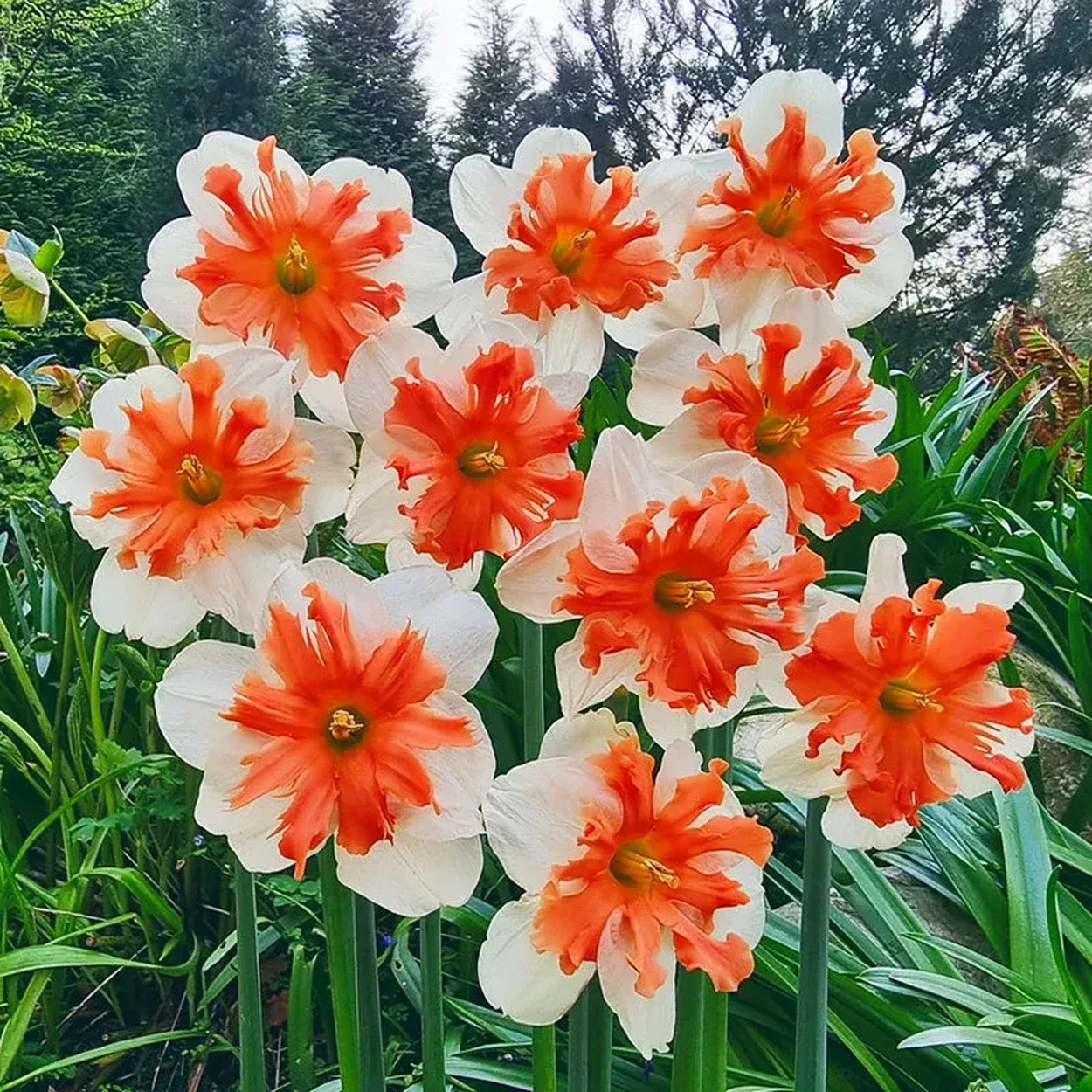 Shrike Daffodil