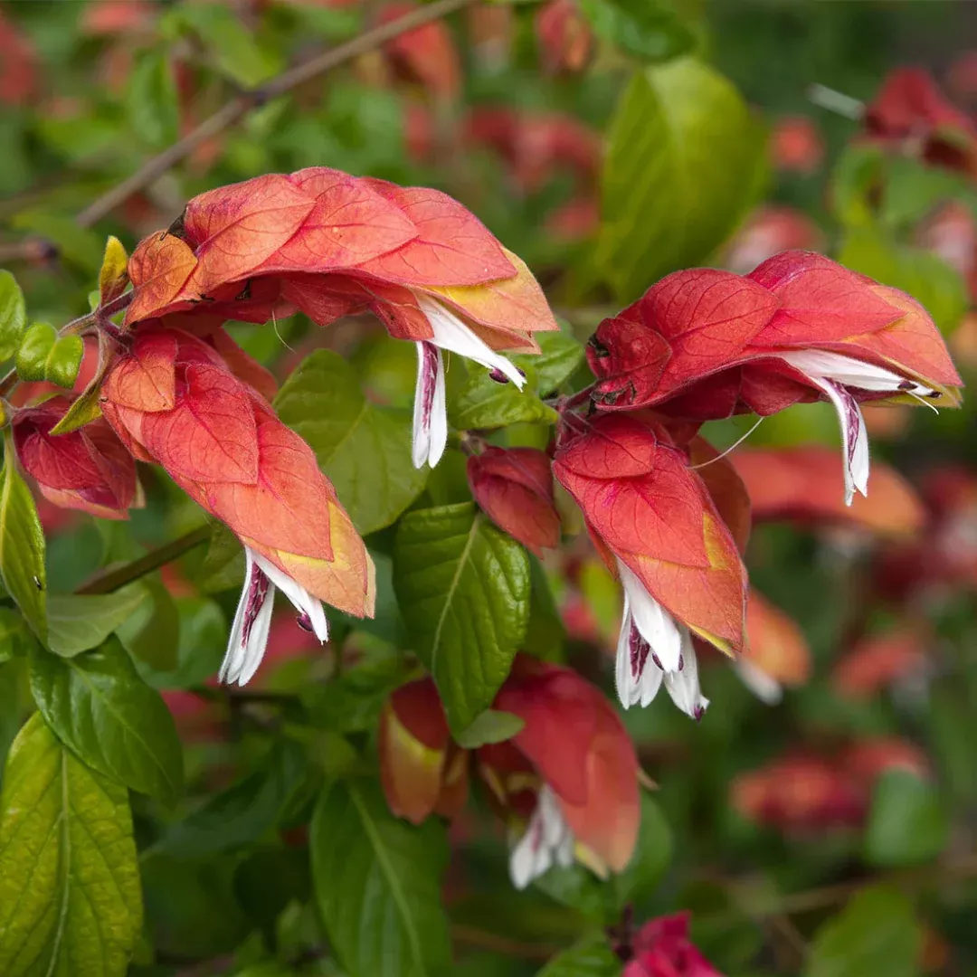 Shrimp Plant Plug (Justicia brandegeeana) – Unique "Shrimp-Like" Blooms for Exotic Gardens