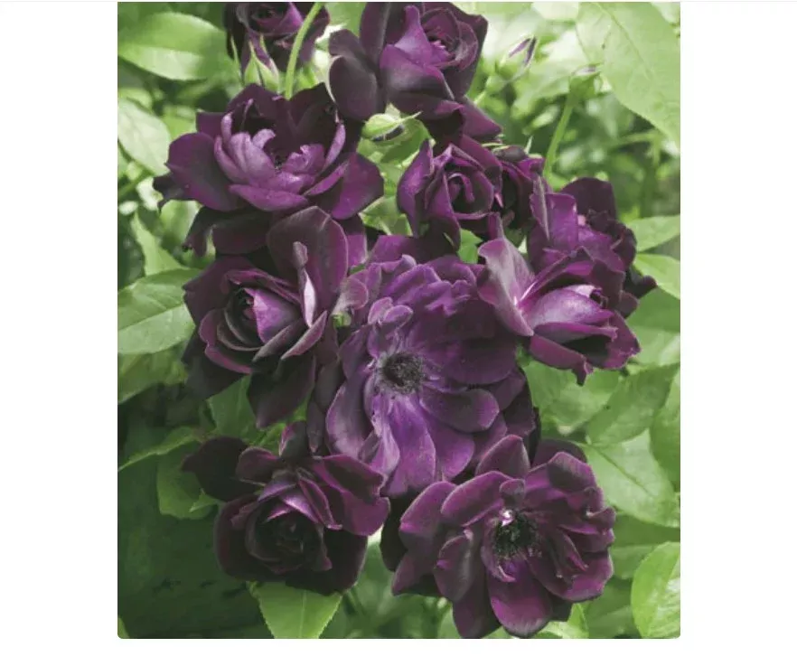 Shrub - Burgundy Iceberg Rose