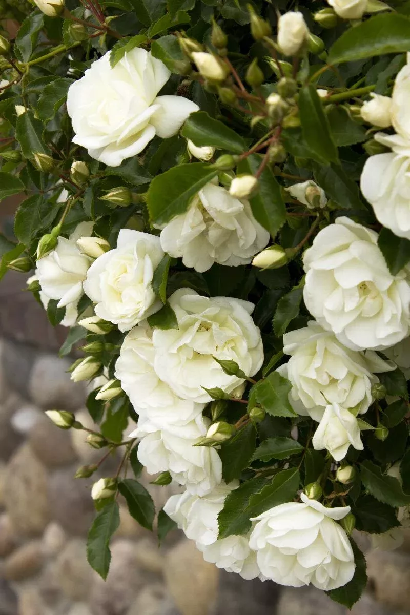 Shrub - Flower Carpet White Rose