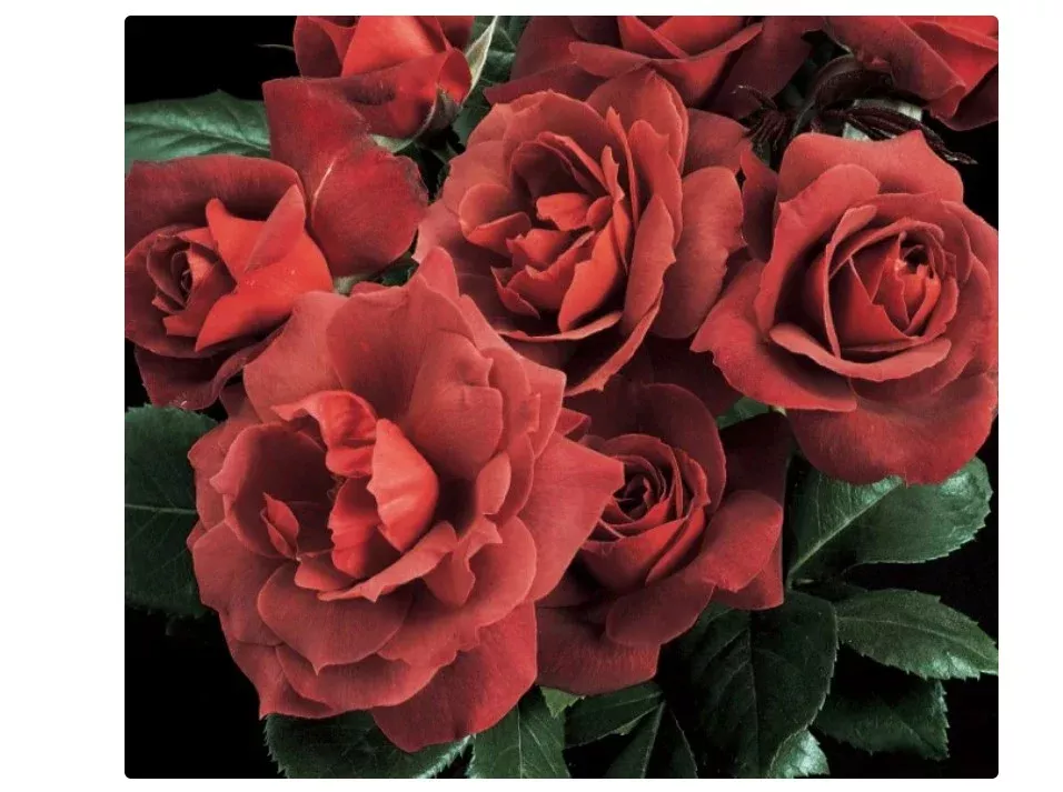 Shrub - Hot Cocoa Rose