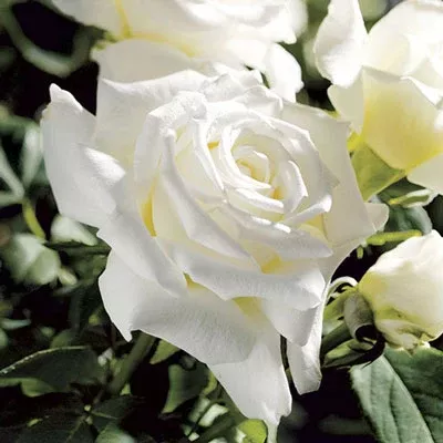 Shrub - Pope John Paul II Rose