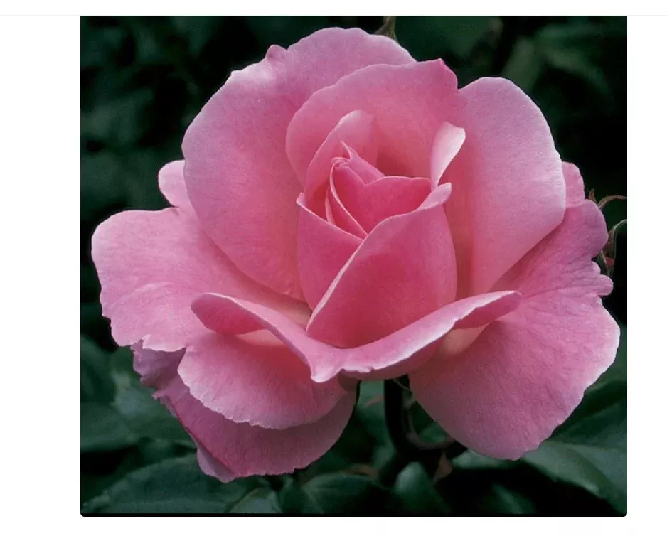 Shrub - Queen Elizabeth Rose