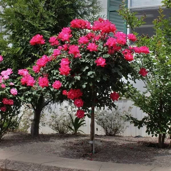 Shrub - Red Double Knockout Rose