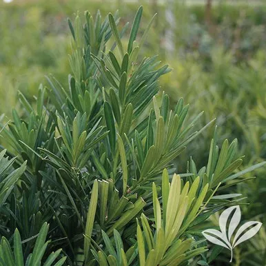 Shrubby Podocarpus Yew