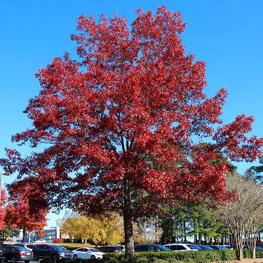 Shumard Oak Tree