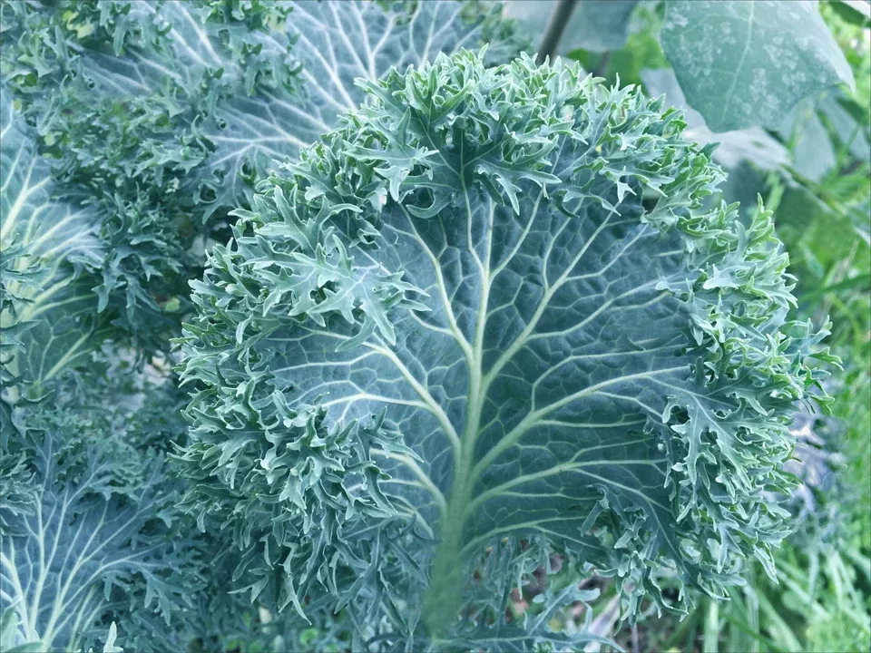 Siber Frill Organic Kale Seeds