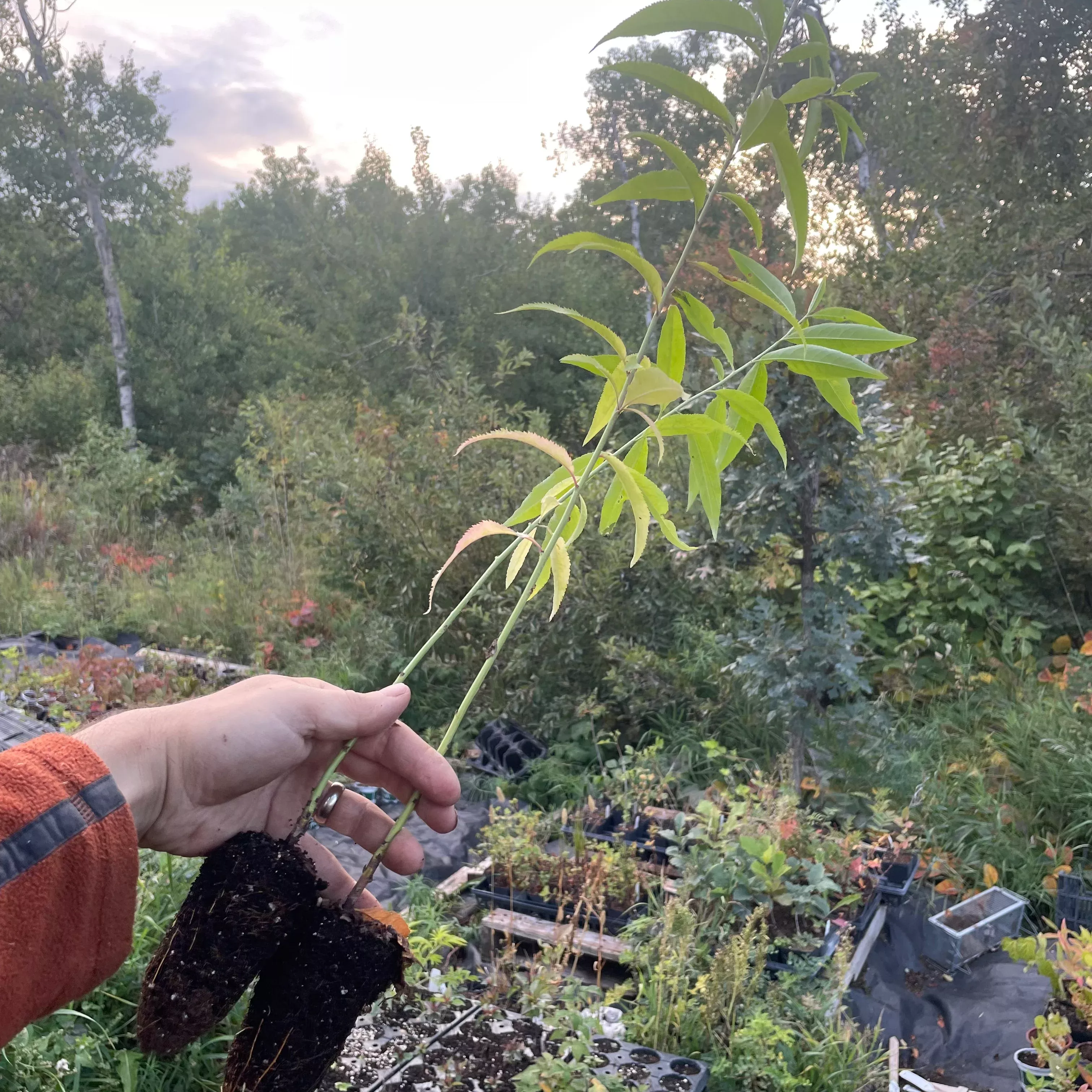 Siberian C Peach
